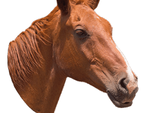 Bebederos y accesorios para animales