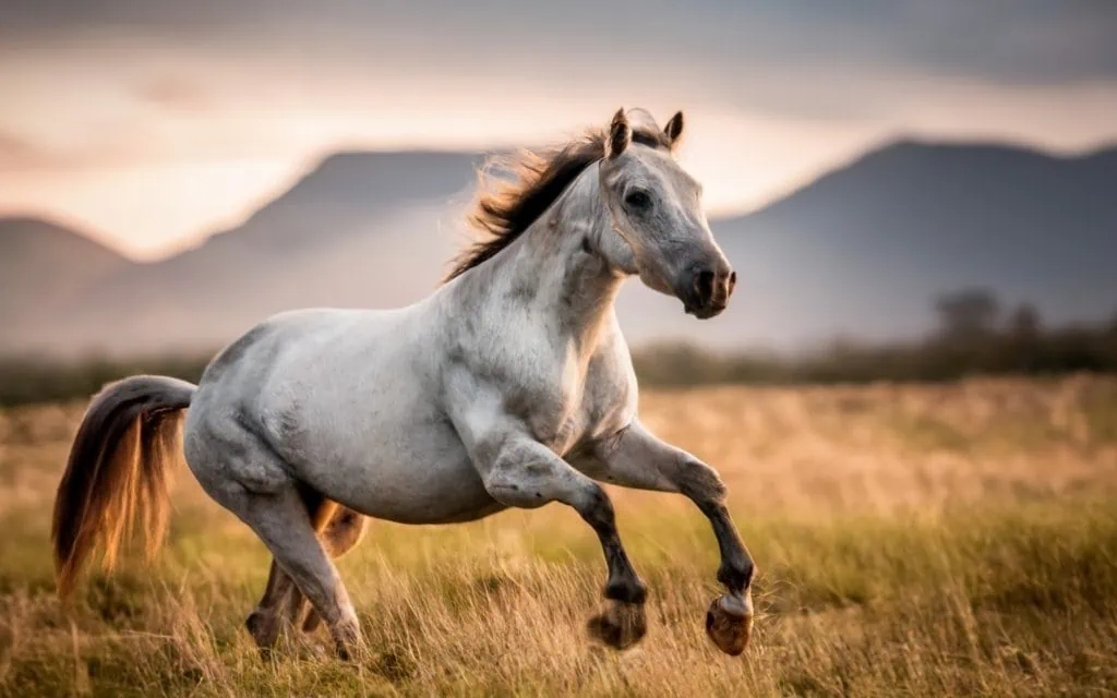 Descubre cómo garantizar la seguridad y contención de tus caballos con pastores eléctricos. Explora tipos, instalación, mantenimiento y opciones solares en nuestra completa guía. ¡Toma decisiones informadas para el bienestar de tus equinos!