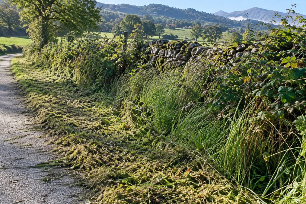 Borde de un camino rural de Cantabria con la hierba a medio desbrozar junto a un muro de piedra