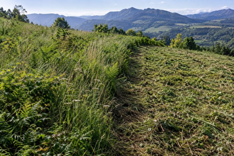 Ladera a medio desbrozar: hierba alta y zarzas a un lado, franja ya cortada al otro