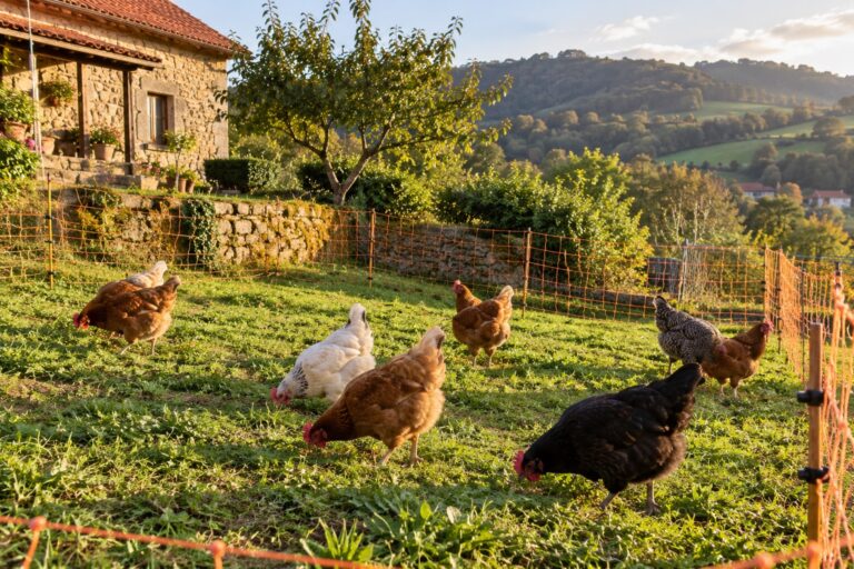 Gallinas en un corral de hierba cerrado con malla electrificada naranja junto a una casa de piedra