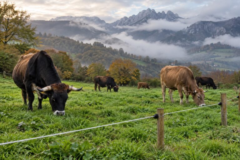 Vacas pastando en un prado verde de Cantabria cercado con un hilo de pastor eléctrico sobre postes