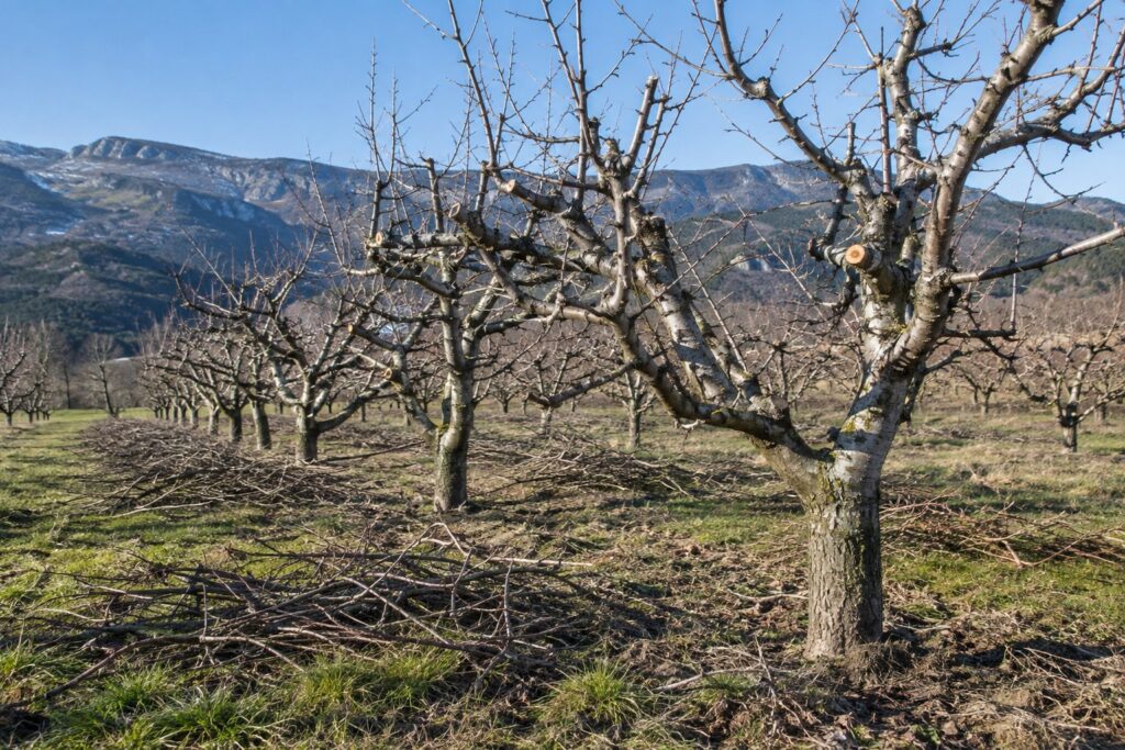 Huerto de frutales recién podado en invierno, con las ramas cortadas en el suelo junto a los árboles