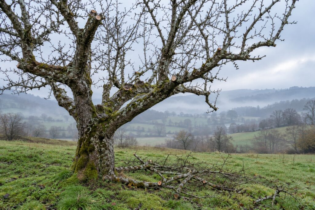 Manzano podado en invierno en una pumarada de Cantabria con las ramas cortadas en el suelo