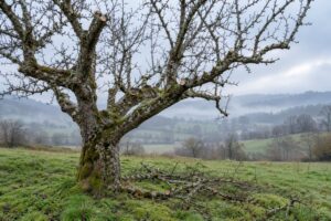 Manzano podado en invierno en una pumarada de Cantabria con las ramas cortadas en el suelo